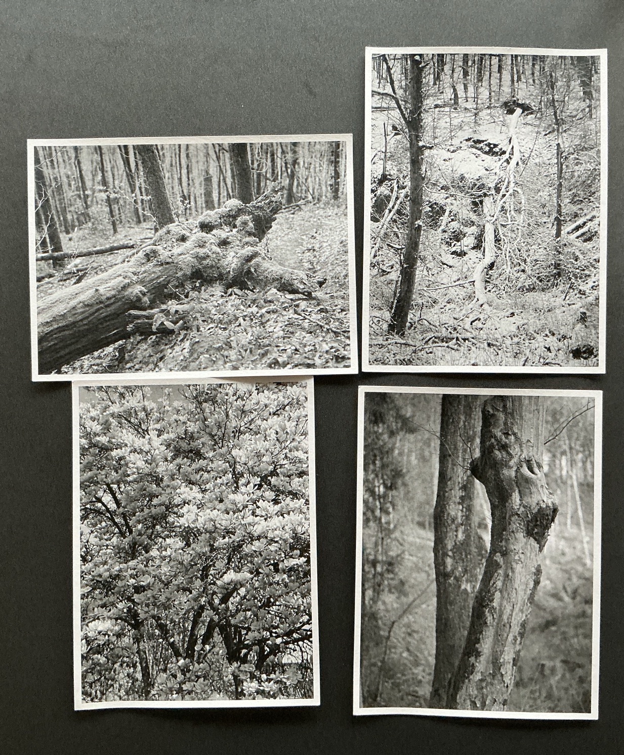 Analogue Adventure – Going Darkroom